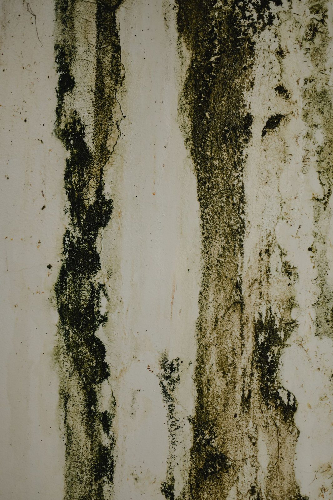 Damp Causes & Fixes guide by GS Renovation